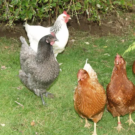 Alojamento de Acomodação e Pequeno-almoço Killurin Ballyvolane